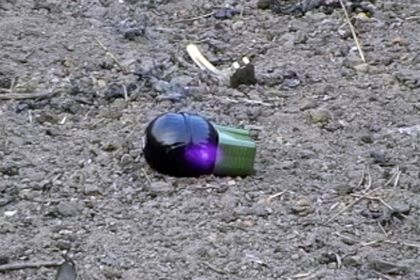 河南開封某地手雷激光銷毀